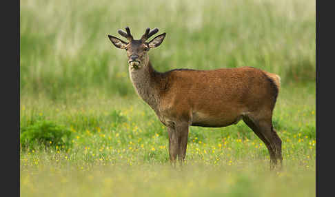 Rotwild (Cervus elaphus)