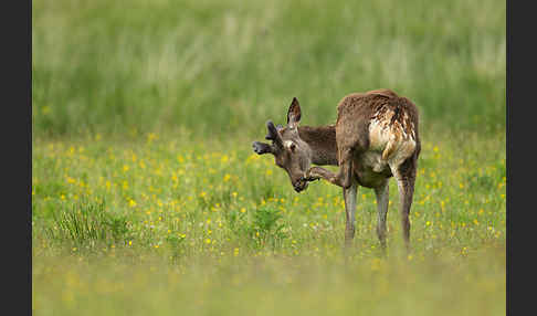 Rotwild (Cervus elaphus)