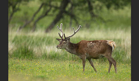 Rotwild (Cervus elaphus)