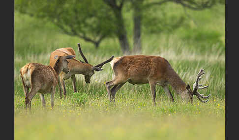 Rotwild (Cervus elaphus)