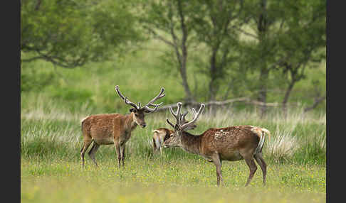 Rotwild (Cervus elaphus)