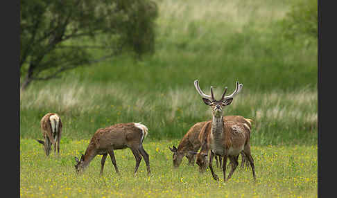 Rotwild (Cervus elaphus)