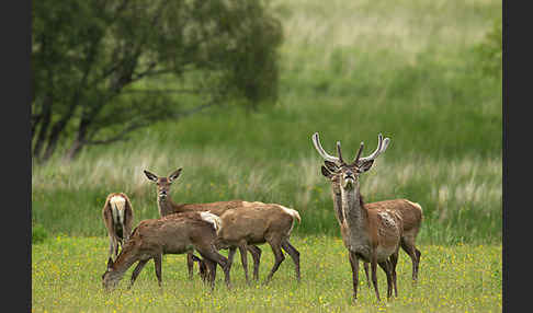 Rotwild (Cervus elaphus)