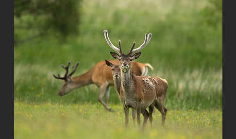 Rotwild (Cervus elaphus)