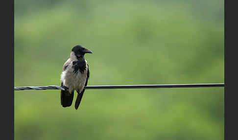 Nebelkrähe (Corvus corone cornix)