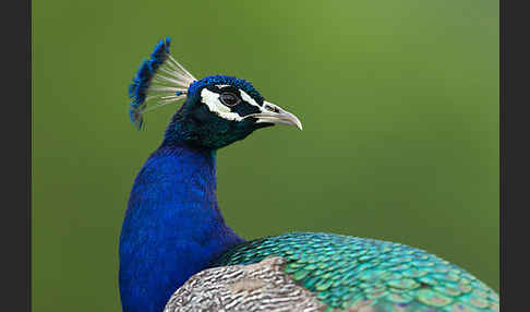 Pfau (Pavo cristatus)