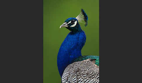 Pfau (Pavo cristatus)