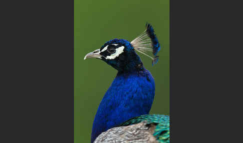 Pfau (Pavo cristatus)