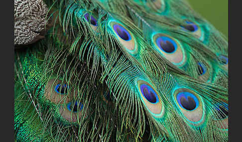 Pfau (Pavo cristatus)