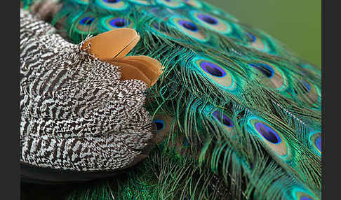 Pfau (Pavo cristatus)