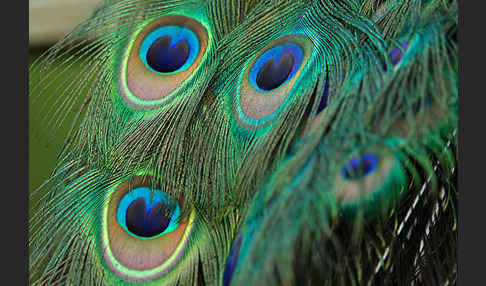 Pfau (Pavo cristatus)