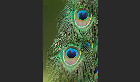 Pfau (Pavo cristatus)