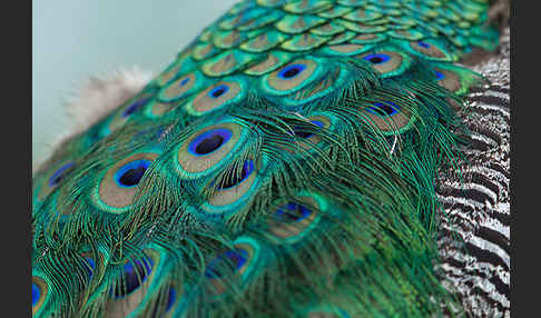 Pfau (Pavo cristatus)