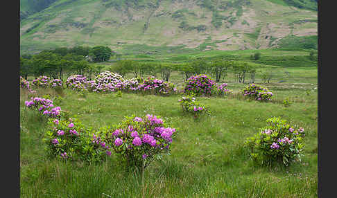 Pontische Alpenrose (Rhododendron ponticum)