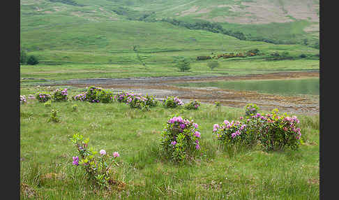 Pontische Alpenrose (Rhododendron ponticum)