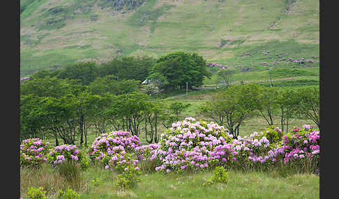 Pontische Alpenrose (Rhododendron ponticum)