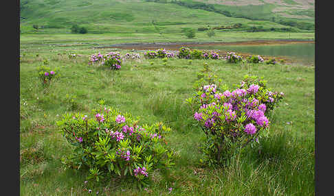 Pontische Alpenrose (Rhododendron ponticum)