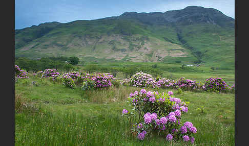 Pontische Alpenrose (Rhododendron ponticum)