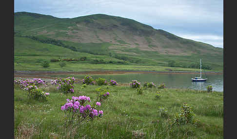 Pontische Alpenrose (Rhododendron ponticum)