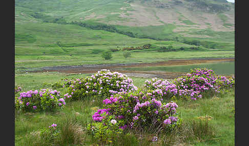 Pontische Alpenrose (Rhododendron ponticum)