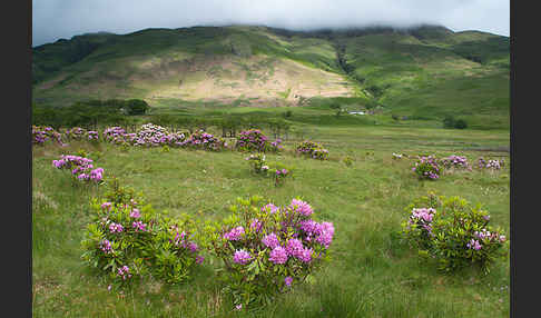 Pontische Alpenrose (Rhododendron ponticum)