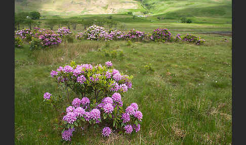 Pontische Alpenrose (Rhododendron ponticum)