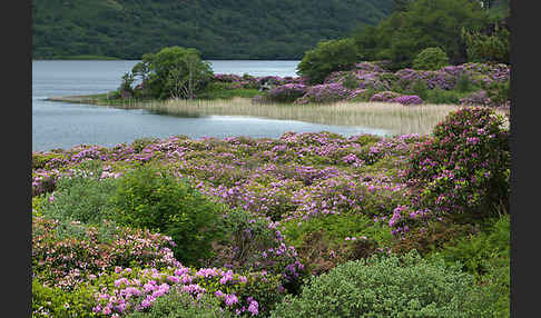 Pontische Alpenrose (Rhododendron ponticum)