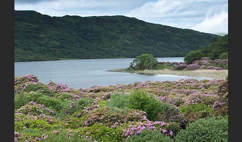 Pontische Alpenrose (Rhododendron ponticum)