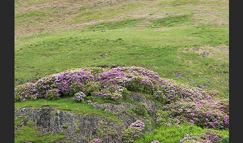 Pontische Alpenrose (Rhododendron ponticum)