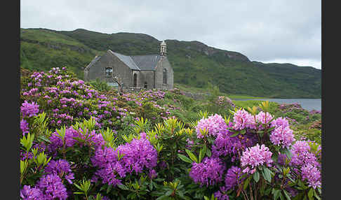 Pontische Alpenrose (Rhododendron ponticum)