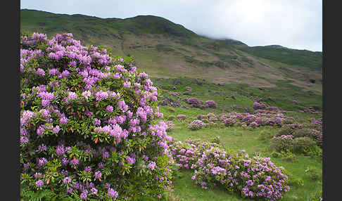 Pontische Alpenrose (Rhododendron ponticum)