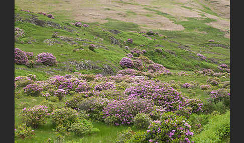 Pontische Alpenrose (Rhododendron ponticum)