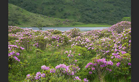 Pontische Alpenrose (Rhododendron ponticum)