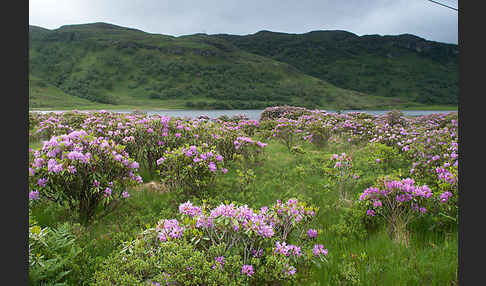 Pontische Alpenrose (Rhododendron ponticum)