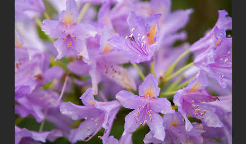 Pontische Alpenrose (Rhododendron ponticum)