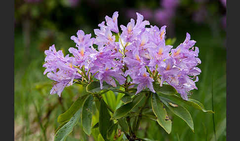 Pontische Alpenrose (Rhododendron ponticum)