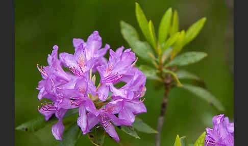 Pontische Alpenrose (Rhododendron ponticum)