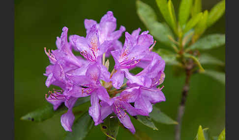 Pontische Alpenrose (Rhododendron ponticum)