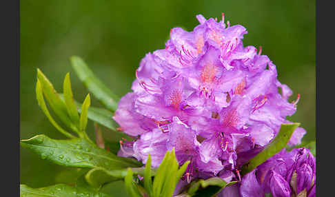 Pontische Alpenrose (Rhododendron ponticum)