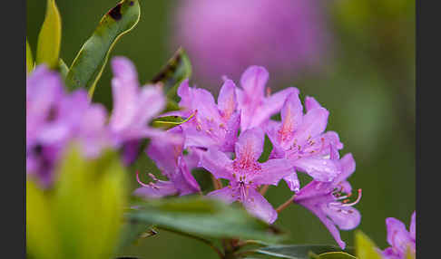 Pontische Alpenrose (Rhododendron ponticum)