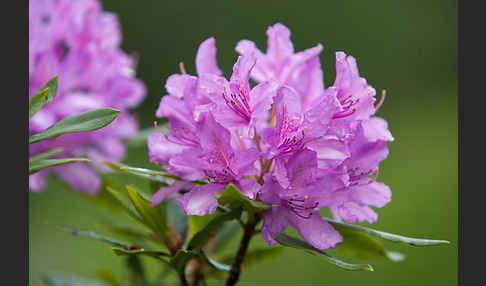 Pontische Alpenrose (Rhododendron ponticum)