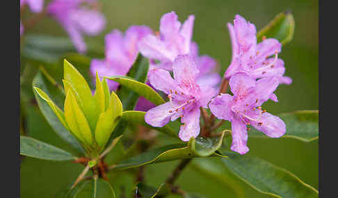 Pontische Alpenrose (Rhododendron ponticum)