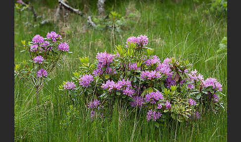 Pontische Alpenrose (Rhododendron ponticum)