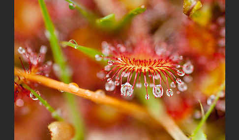 Rundblättriger Sonnentau (Drosera rotundifolia)