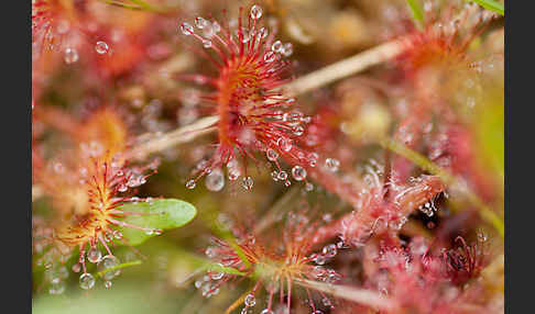 Rundblättriger Sonnentau (Drosera rotundifolia)