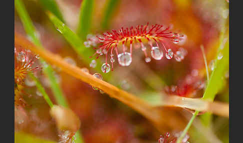 Rundblättriger Sonnentau (Drosera rotundifolia)