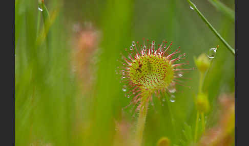 Rundblättriger Sonnentau (Drosera rotundifolia)