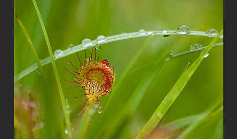Rundblättriger Sonnentau (Drosera rotundifolia)