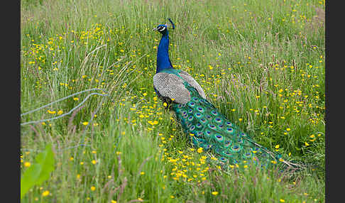 Pfau (Pavo cristatus)