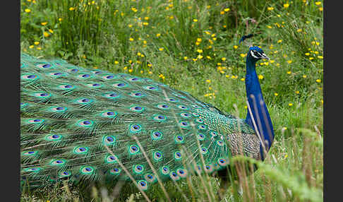 Pfau (Pavo cristatus)